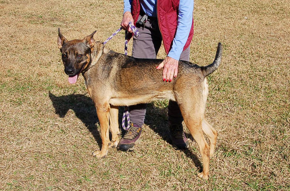 Enlarge DAISY, a ADOPTABLE mixed breed in Preston, CT image 6/6