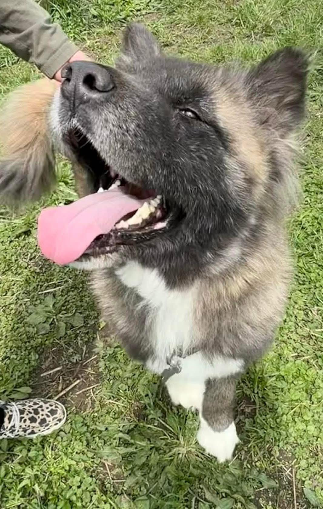 Ricky , ADOPTABLE, Adult Male Akita.