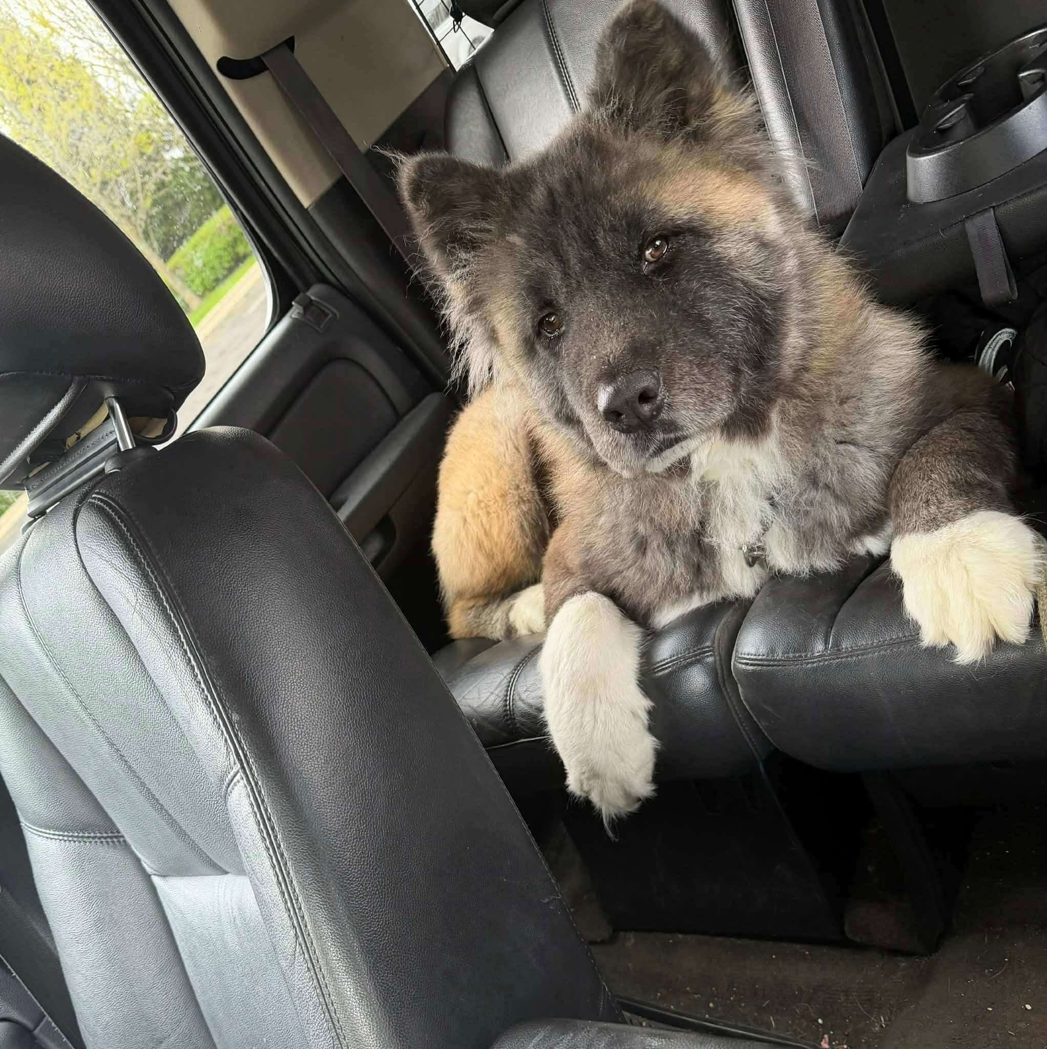 Enlarge Ricky , a ADOPTABLE Akita in Chicago, IL image 3/6