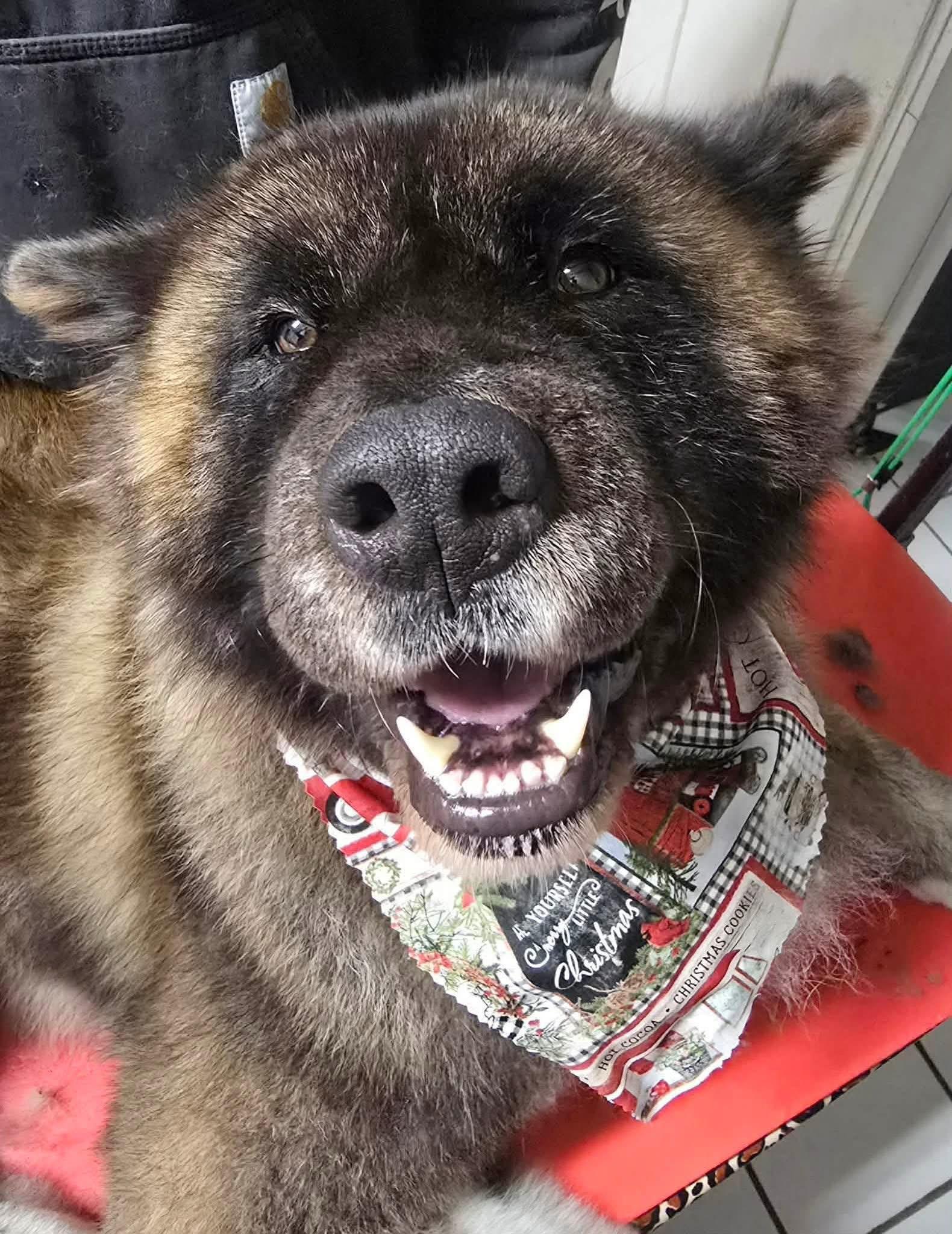 Enlarge Ricky , a ADOPTABLE Akita in Chicago, IL image 6/6