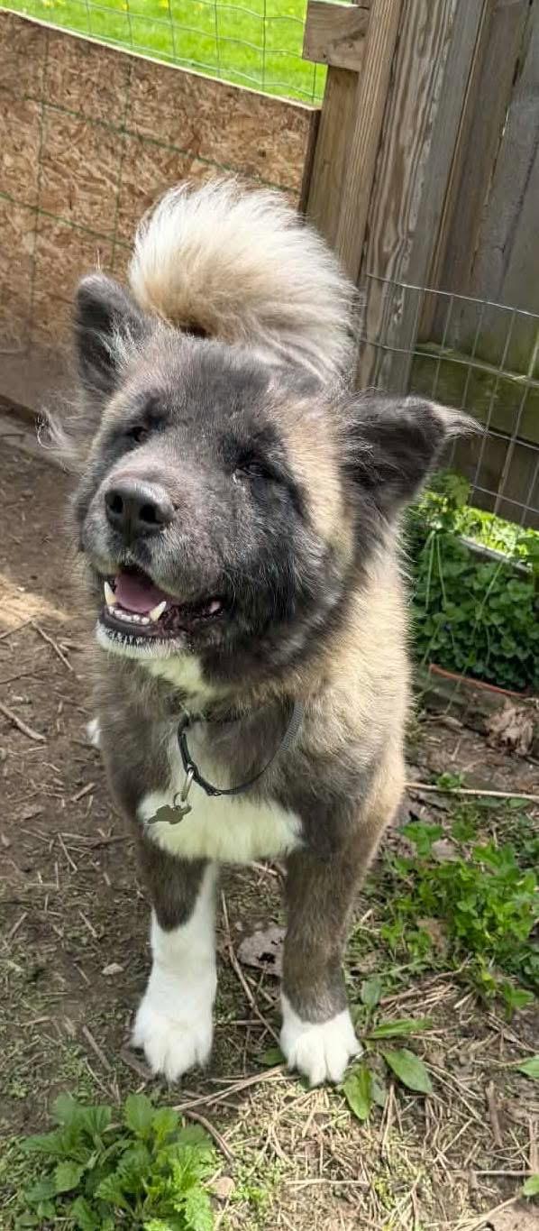 Enlarge Ricky , a ADOPTABLE Akita in Chicago, IL image 2/6
