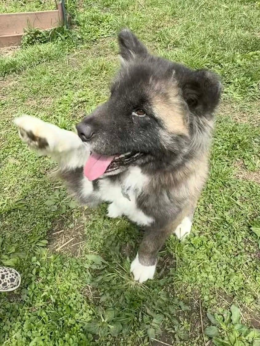 Enlarge Ricky , a ADOPTABLE Akita in Chicago, IL image 4/6