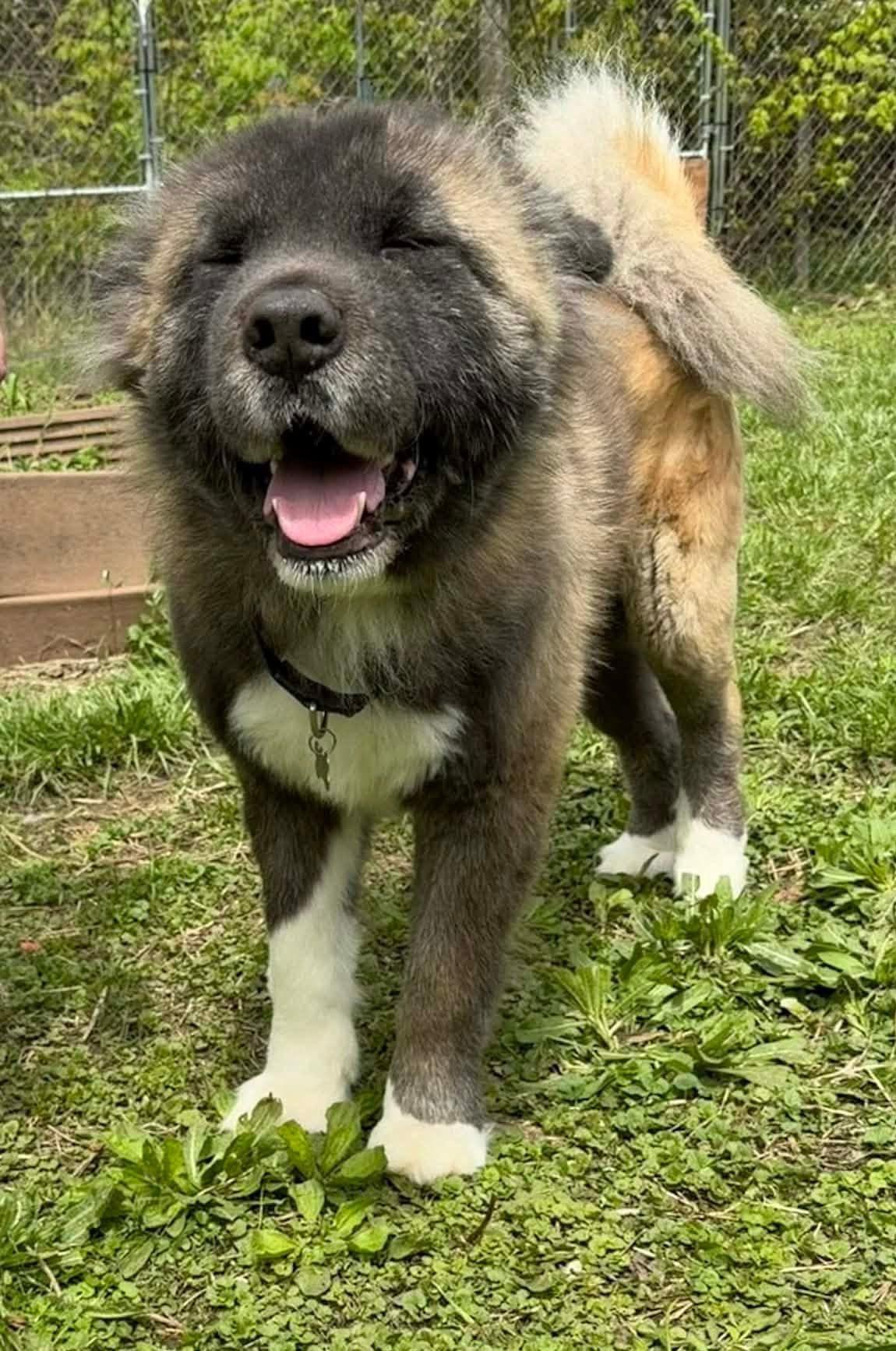 Enlarge Ricky , a ADOPTABLE Akita in Chicago, IL image 5/6