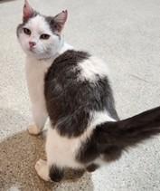Enlarge Gracie, a ADOPTABLE Domestic Short Hair in Lead, SD image 4/4
