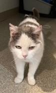 Gracie, ADOPTABLE, Adult Female Domestic Short Hair.
