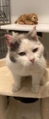 Enlarge Gracie, a ADOPTABLE Domestic Short Hair in Lead, SD image 3/4