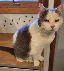 Enlarge Gracie, a ADOPTABLE Domestic Short Hair in Lead, SD image 2/4