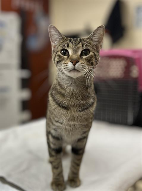 Enlarge CLEOPATRA, a Adoptable Domestic Short Hair in Aliquippa, PA image 1/1