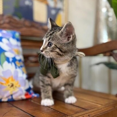 Nutella Cookie — thumbnail 4