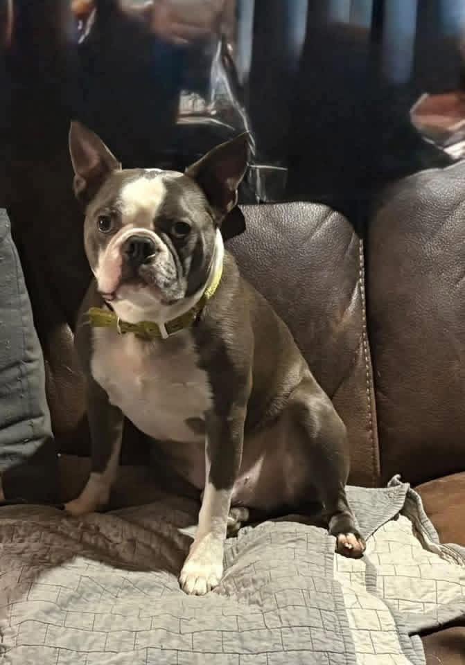 Enlarge Digger, an adopted Boston Terrier in Muncie, IN image 4/5