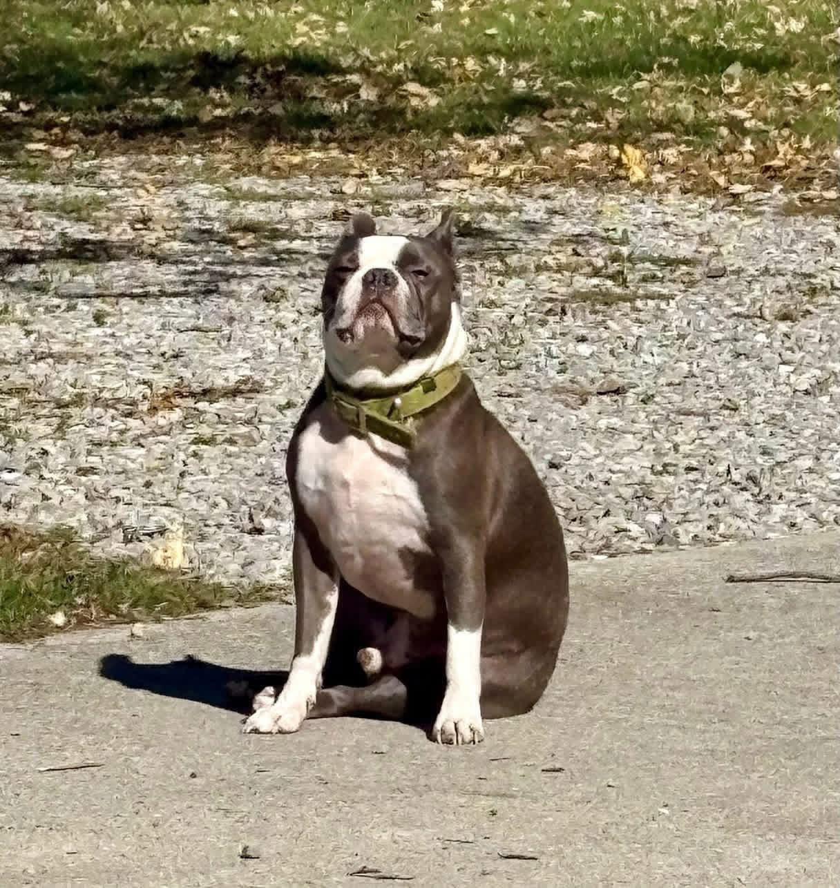 Enlarge Digger, an adopted Boston Terrier in Muncie, IN image 1/5