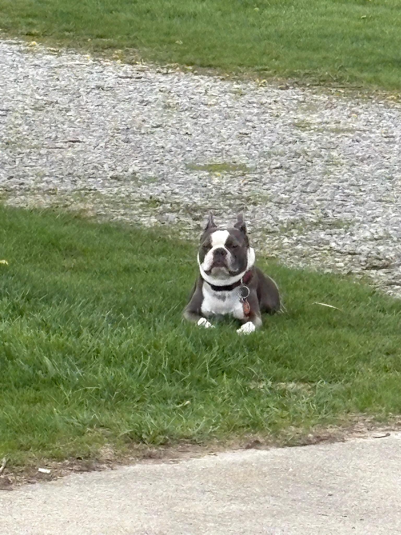 Enlarge Digger, an adopted Boston Terrier in Muncie, IN image 3/5