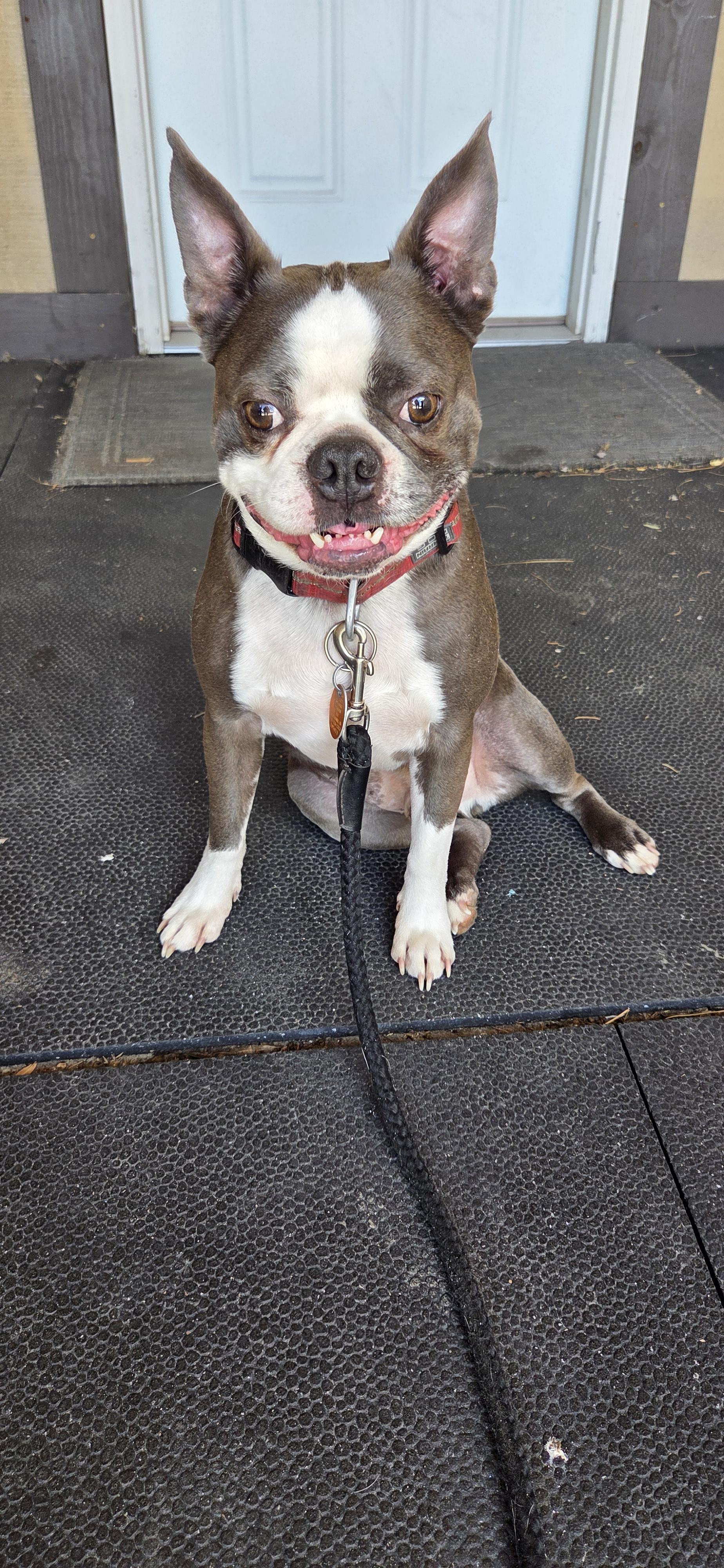 Enlarge Digger, an adopted Boston Terrier in Muncie, IN image 5/5