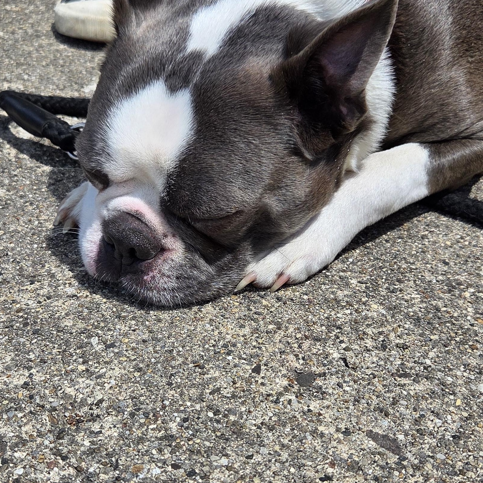 Enlarge Digger, an adopted Boston Terrier in Muncie, IN image 2/5