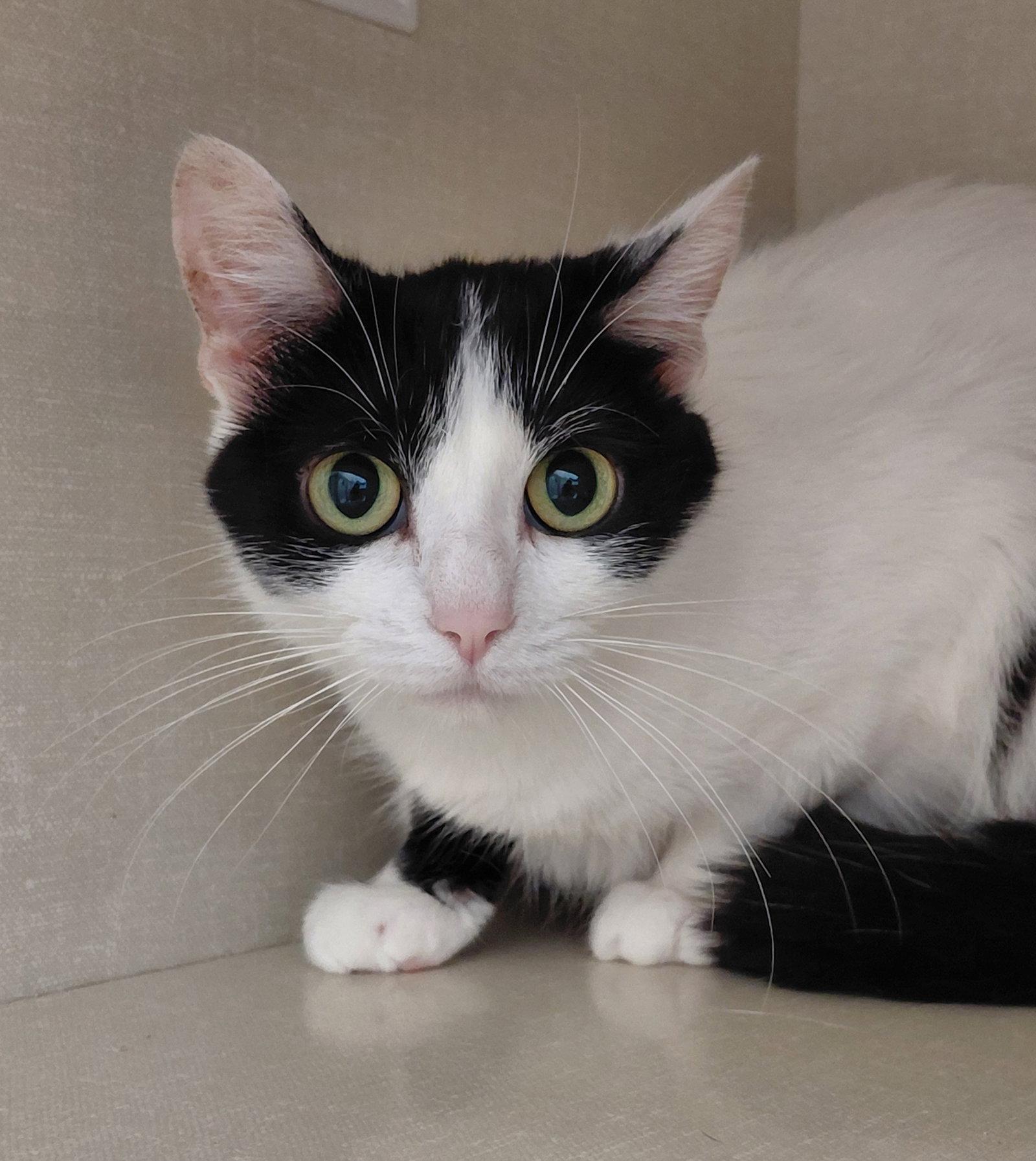Wednesday, Adoptable, Adult Female Domestic Short Hair.