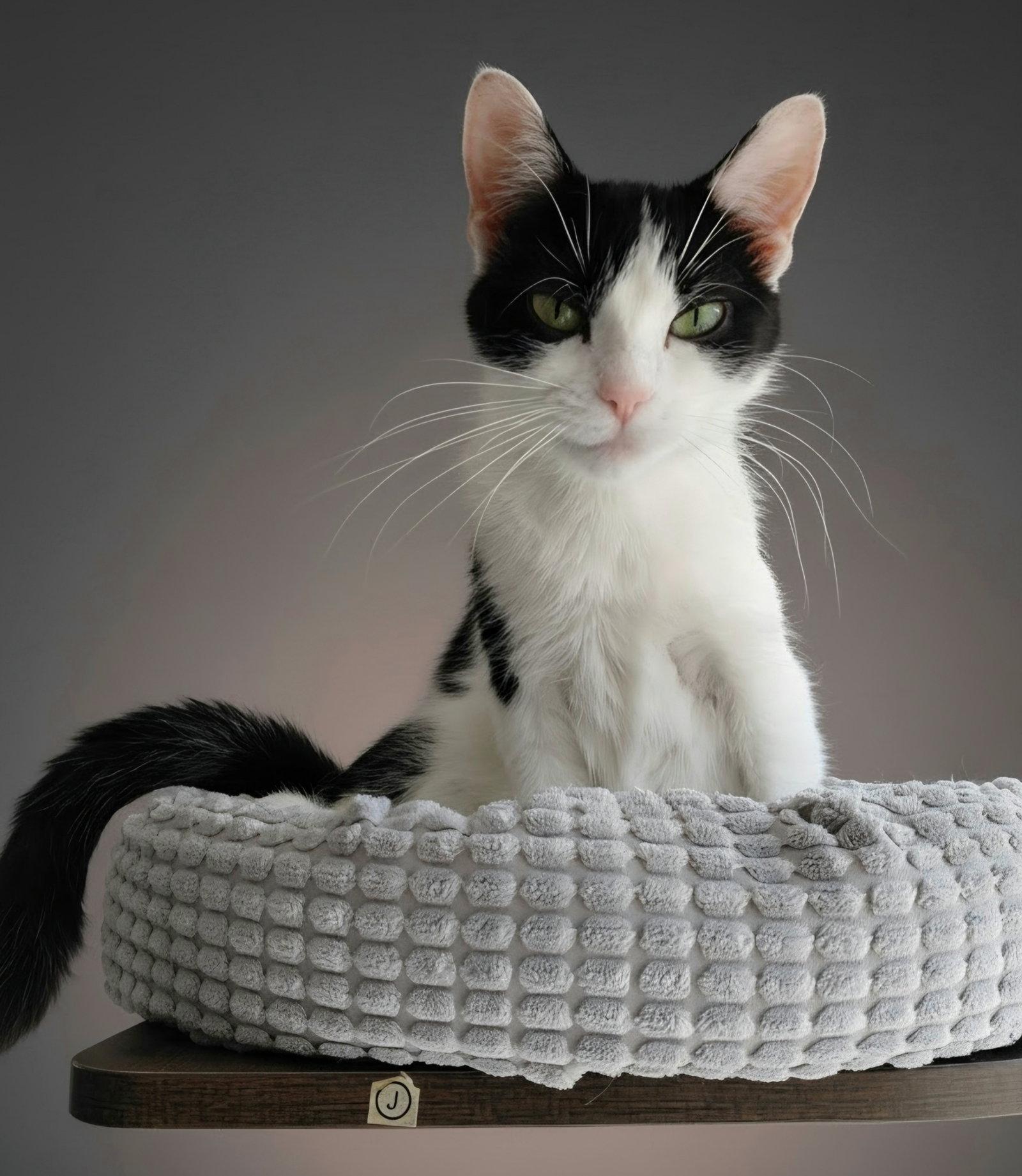 Enlarge Wednesday, a Adoptable Domestic Short Hair in Montello, WI image 2/3