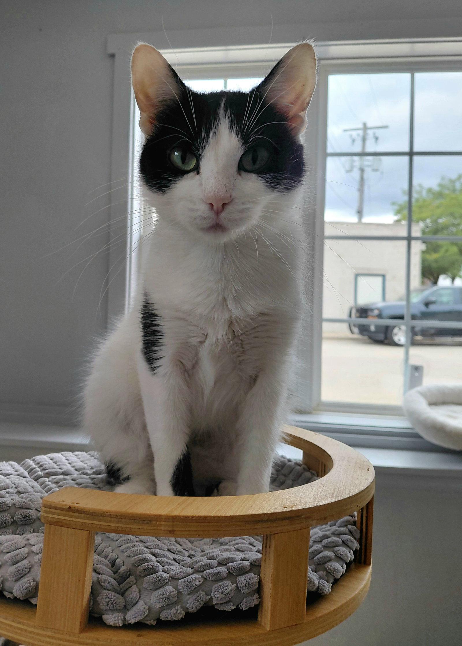 Enlarge Wednesday, a Adoptable Domestic Short Hair in Montello, WI image 2/3