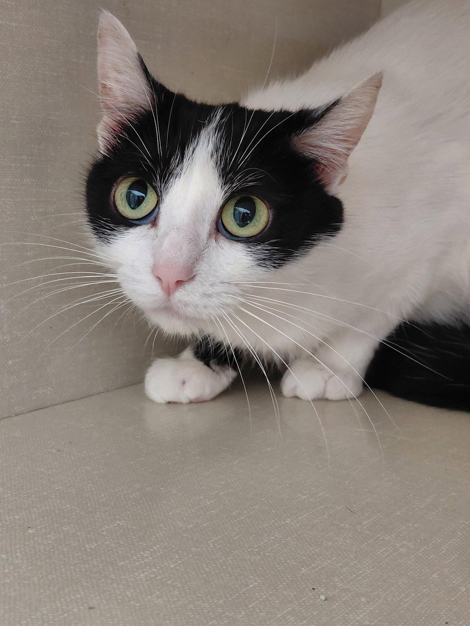 Wednesday, a Adoptable Domestic Short Hair in Montello, WI image 2/2