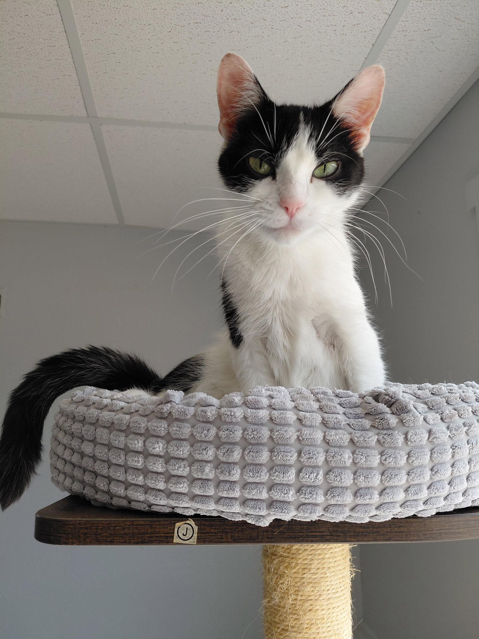 Enlarge Wednesday, a Adoptable Domestic Short Hair in Montello, WI image 3/3
