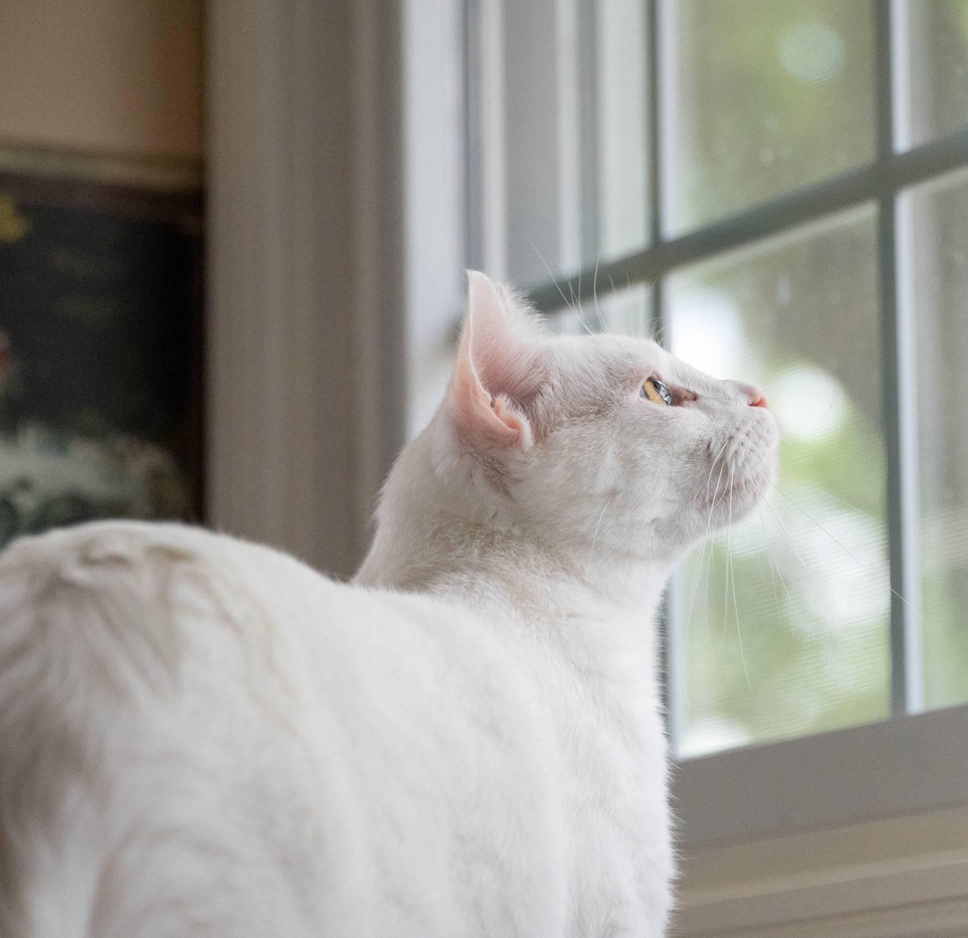 Sweet Cream and Ricotta (snow kittens), a ADOPTABLE American Shorthair in Staunton, VA image 6/6