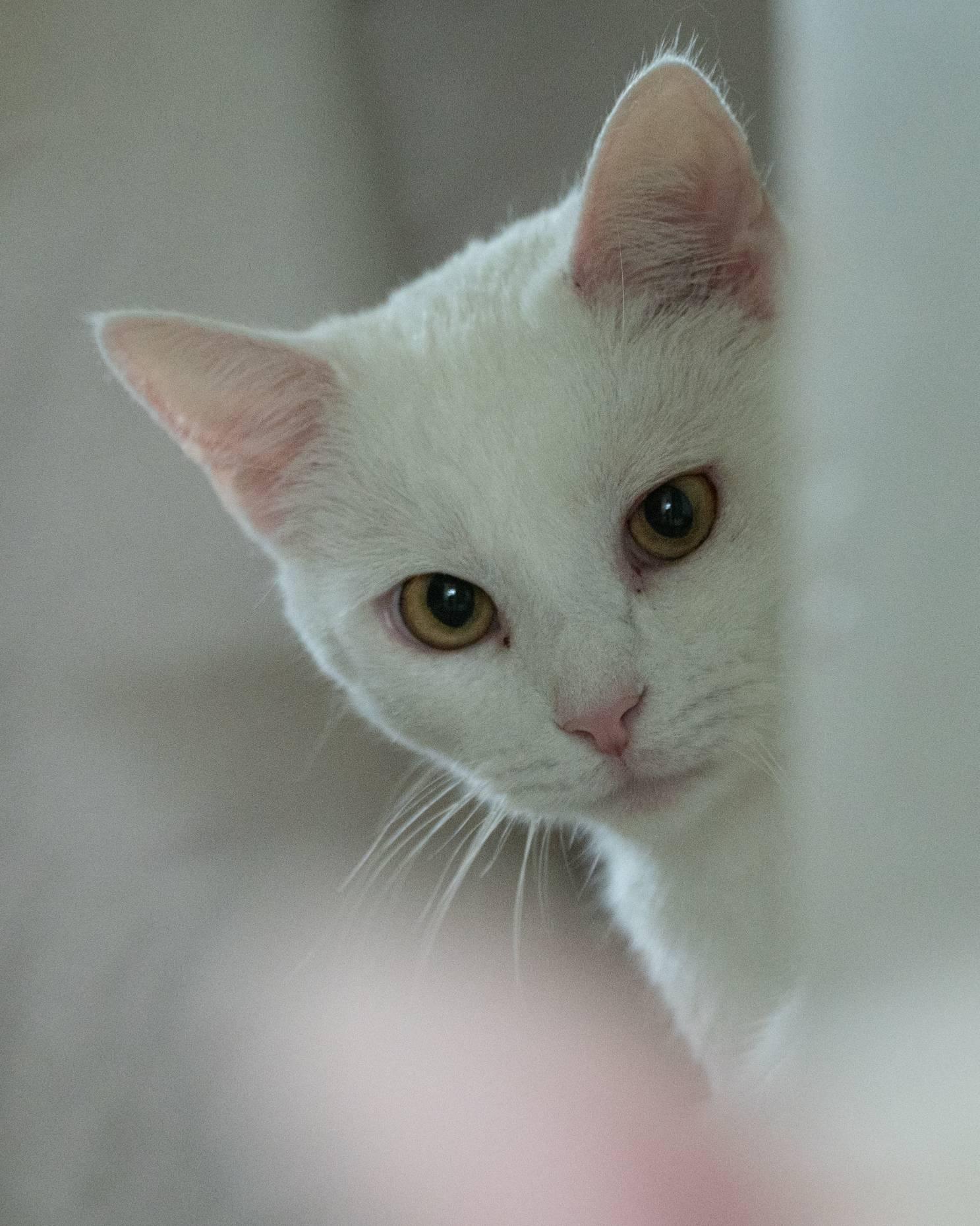Sweet Cream and Ricotta (snow kittens), a ADOPTABLE American Shorthair in Staunton, VA image 1/6