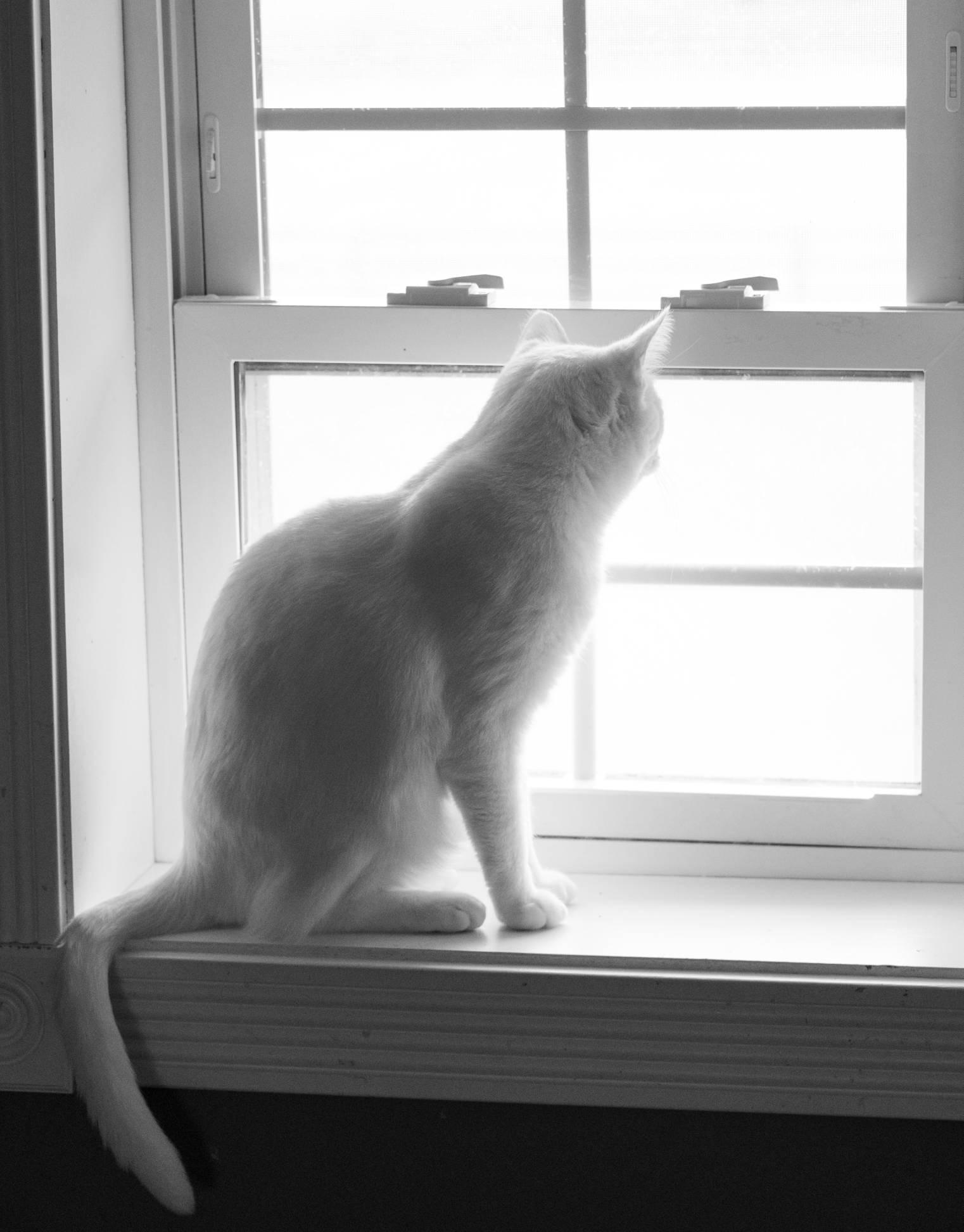 Sweet Cream and Ricotta (snow kittens), a ADOPTABLE American Shorthair in Staunton, VA image 5/6