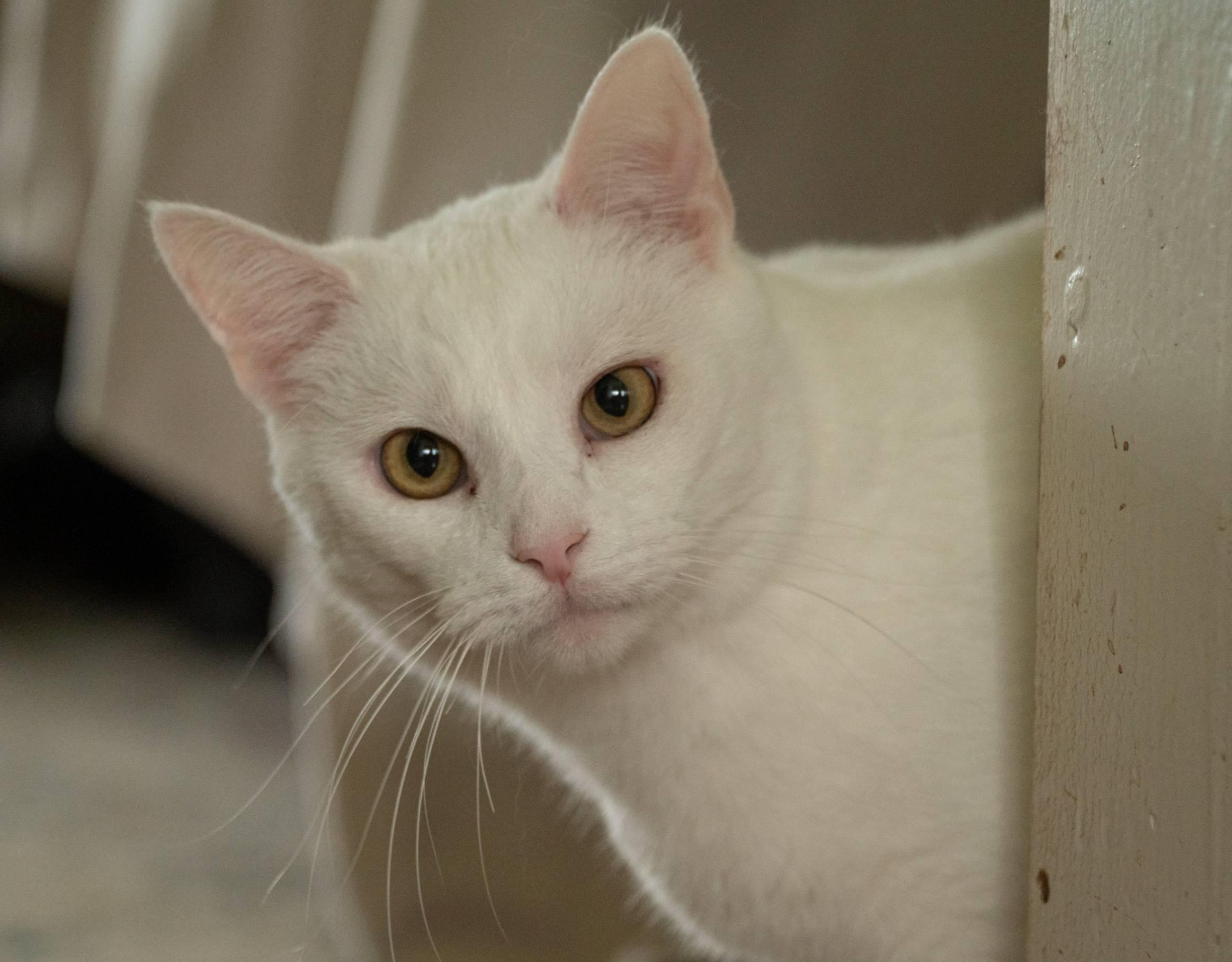 Sweet Cream and Ricotta (snow kittens), a ADOPTABLE American Shorthair in Staunton, VA image 2/6