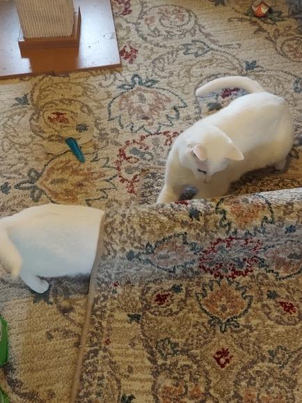 Sweet Cream and Ricotta (snow kittens), a ADOPTABLE American Shorthair in Staunton, VA image 4/6