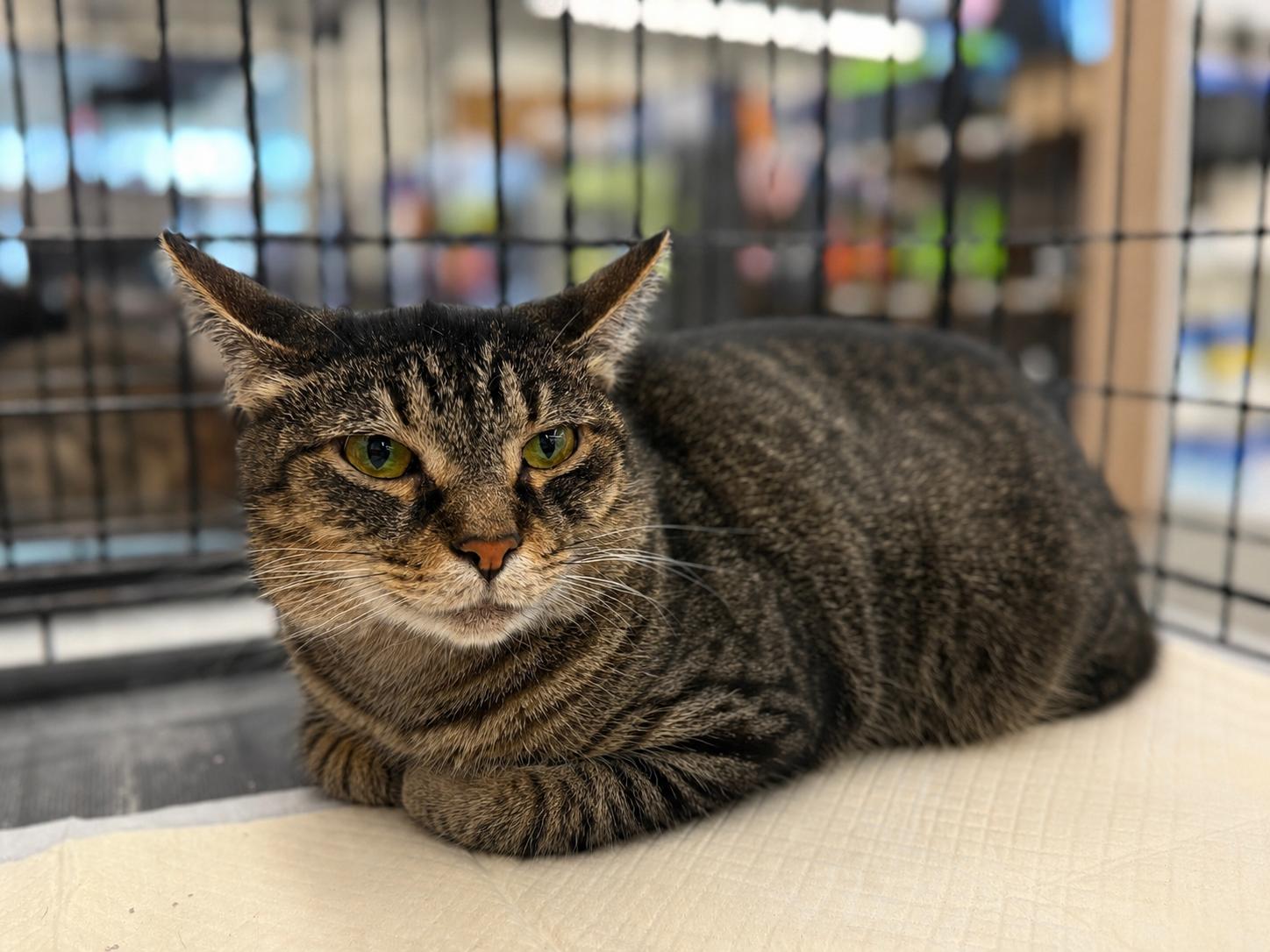 Enlarge Penny, a Adoptable mixed breed in Intercession city , FL image 1/2