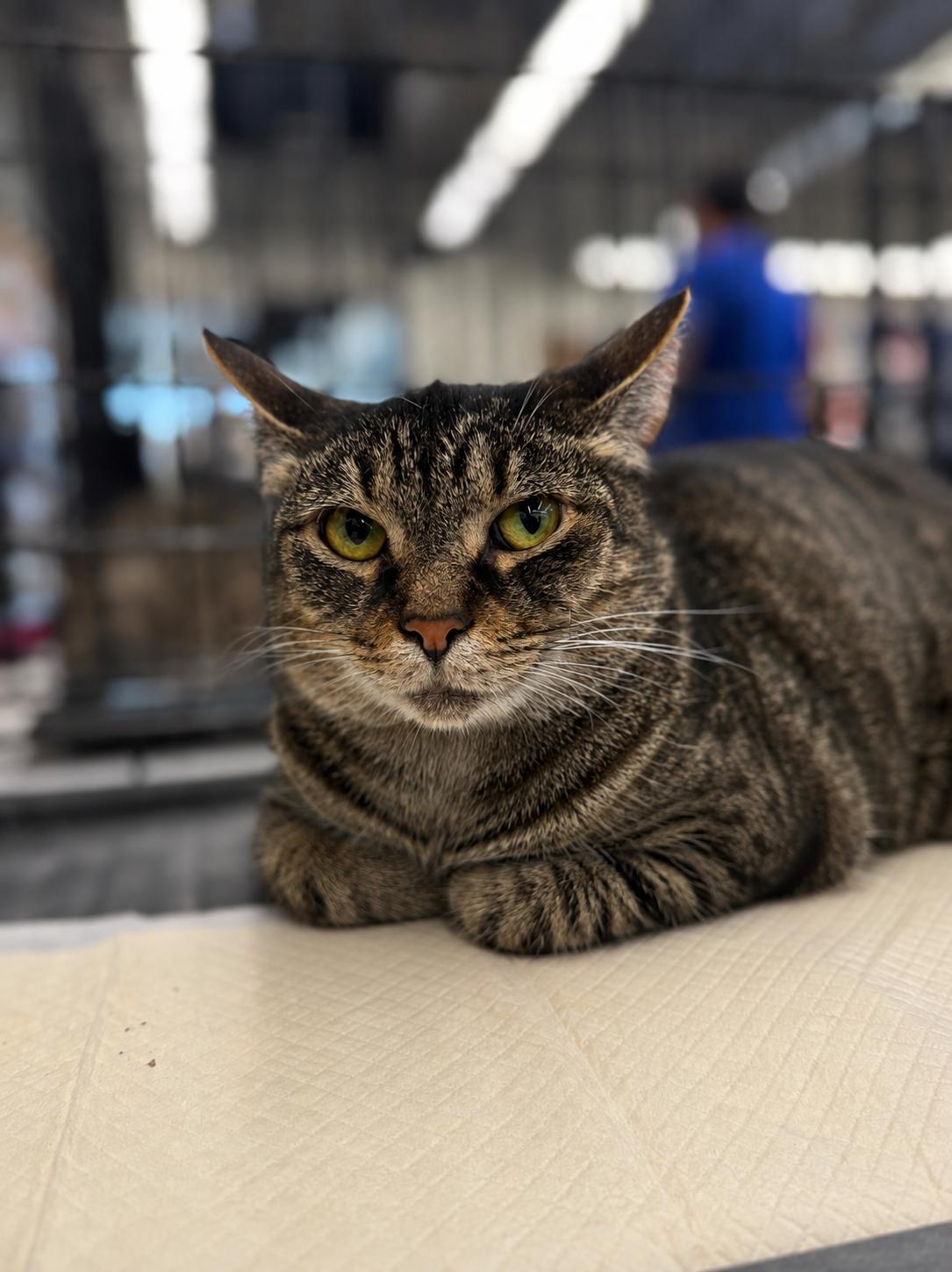 Enlarge Penny, a Adoptable mixed breed in Intercession city , FL image 2/2