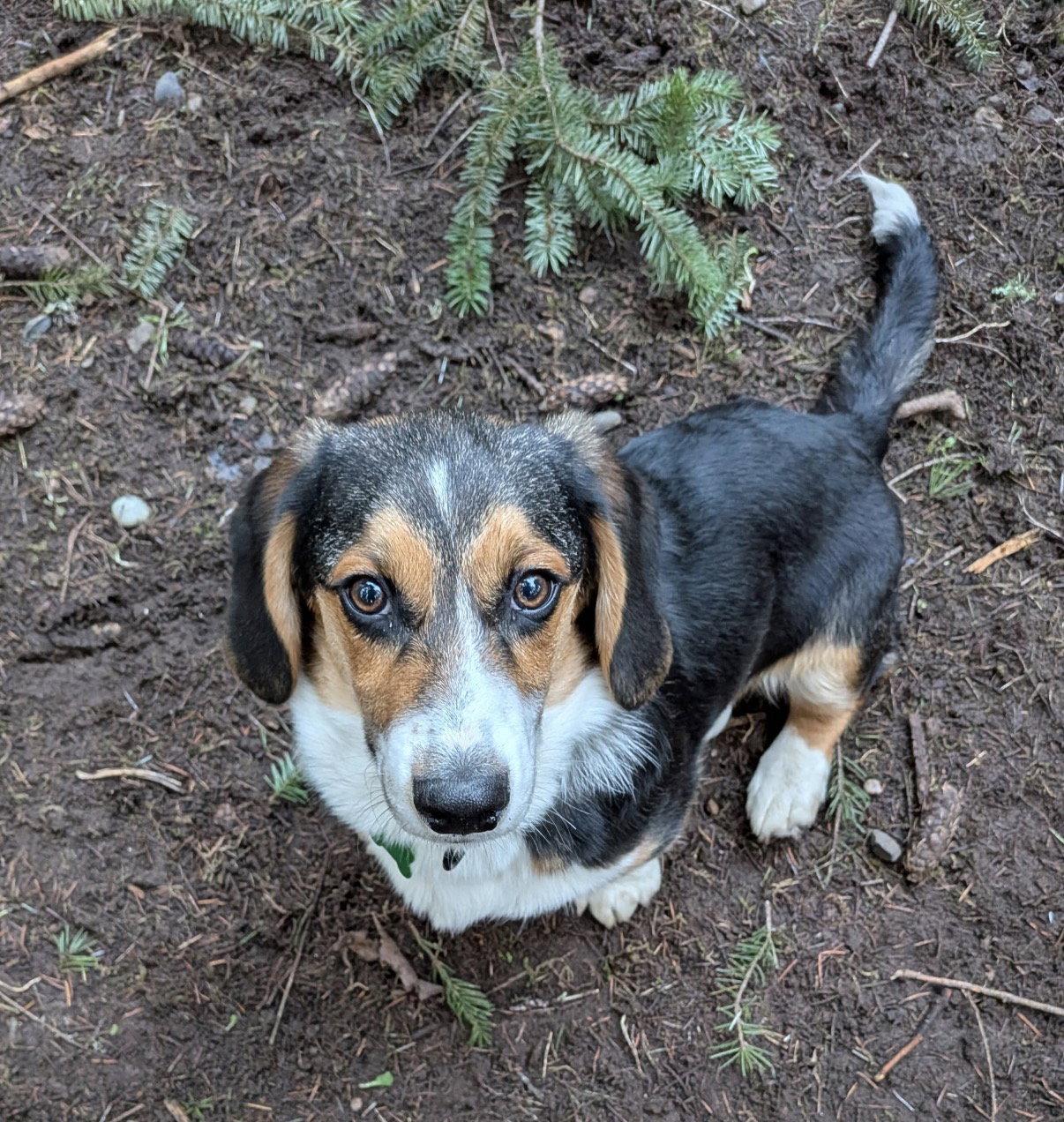Dude - 03/2026 Own, Adopted, Young Male Basset Hound & Corgi.
