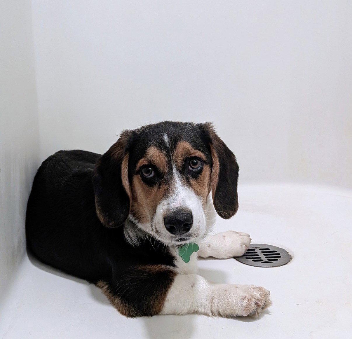 Enlarge Dude - 03/2026 Own, a Adopted mixed breed in Bothell, WA image 2/3