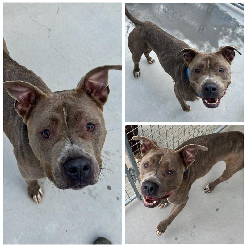 Enlarge Blue, a Adoptable Pit Bull Terrier in Dublin, VA image 1/1