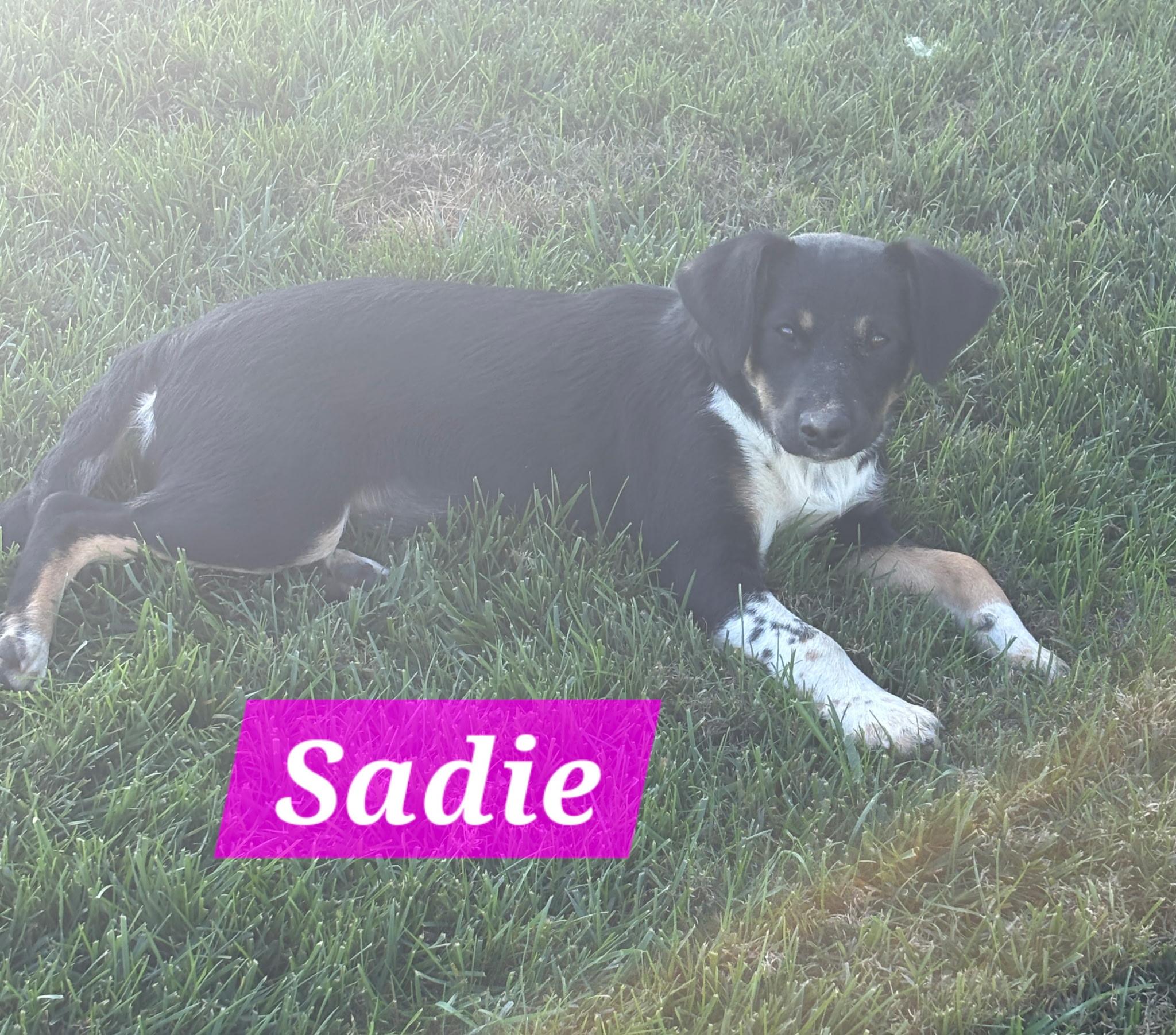 Enlarge Sadie, a Adoptable mixed breed in Atwater, CA image 1/1