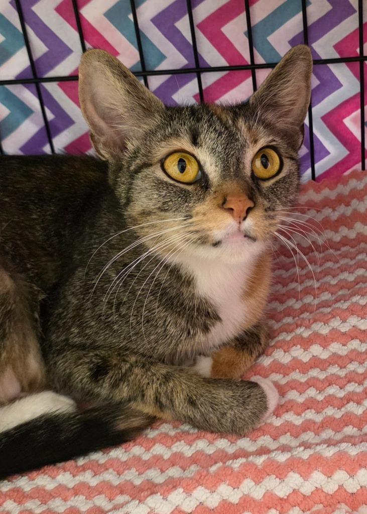 Elena, Adoptable, Adult Female Domestic Short Hair.