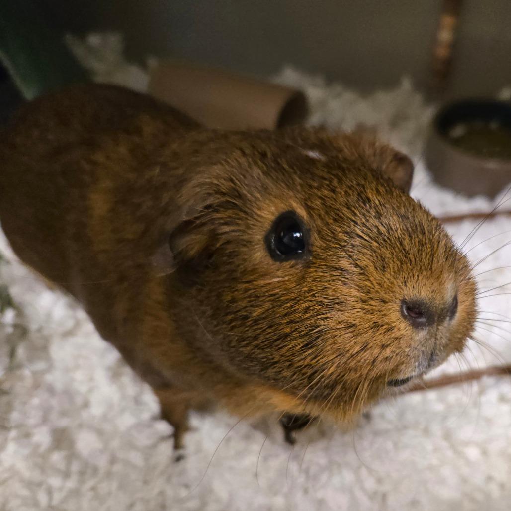 Pork, Adoptable, Adult Female Guinea Pig.
