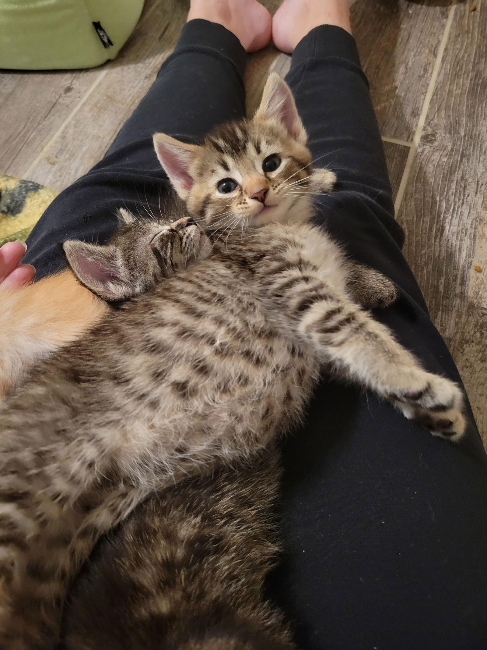 Enlarge Hickory, a Adoptable Domestic Short Hair in Lake Saint Louis, MO image 1/2