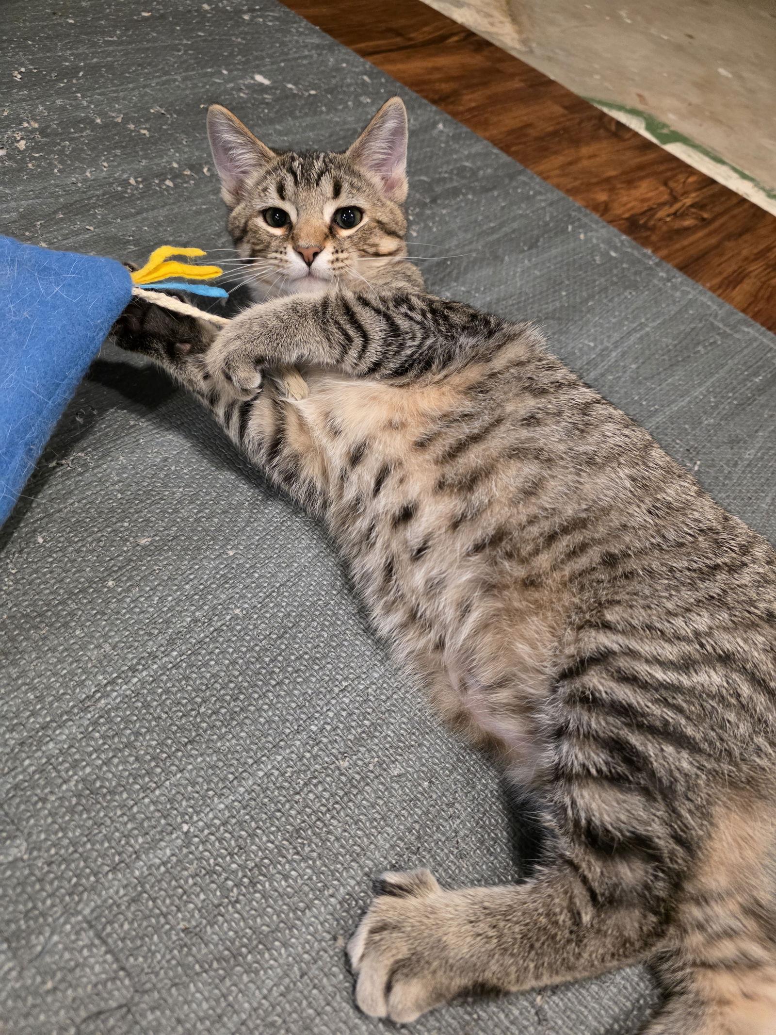 Enlarge Hickory, a Adoptable Domestic Short Hair in Lake Saint Louis, MO image 2/2