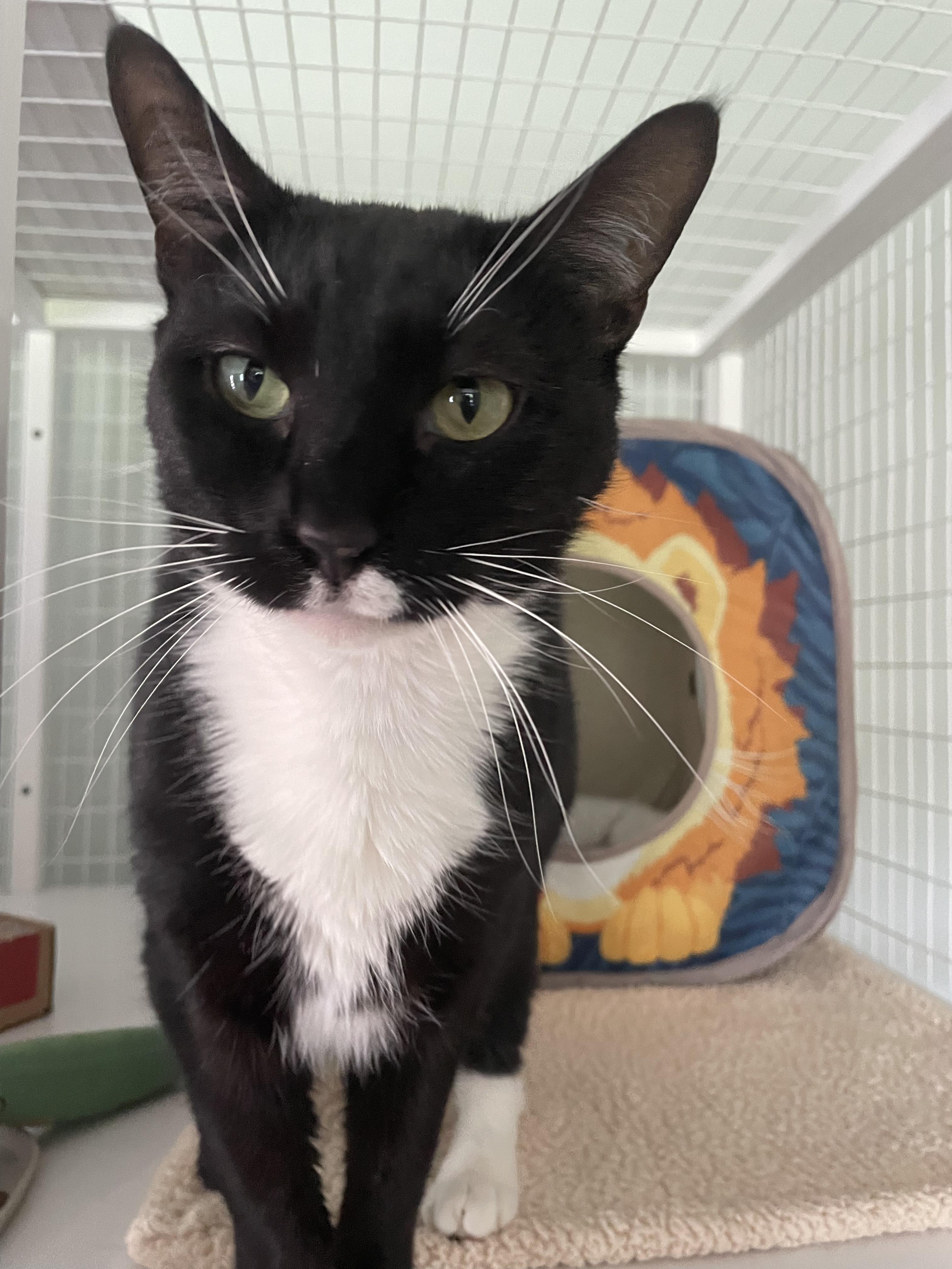 Nonna, adopted, Young Female Tuxedo.