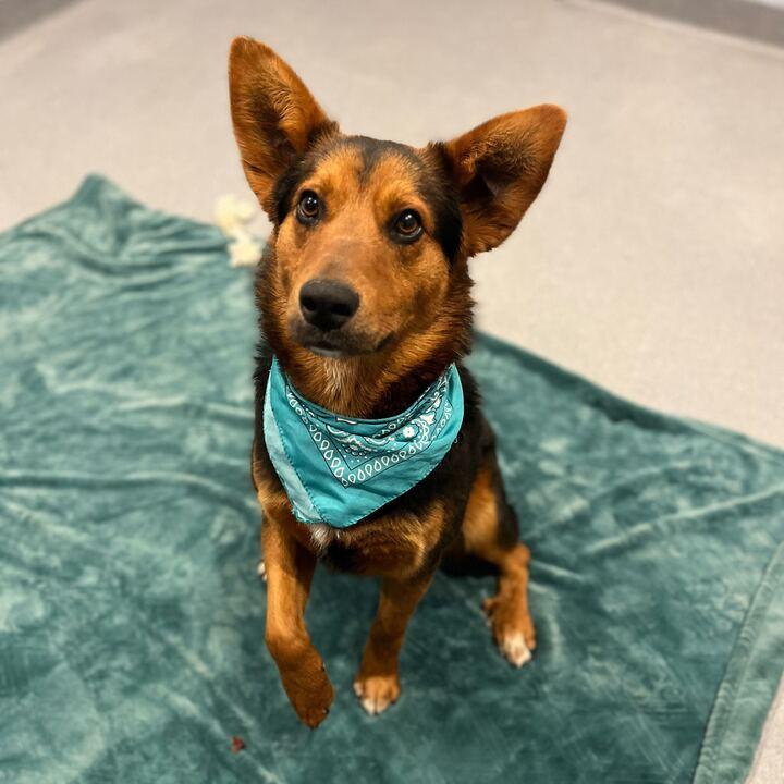 Enlarge Macadamia, an adoptable Mixed Breed in Canal Winchester, OH image 3/6