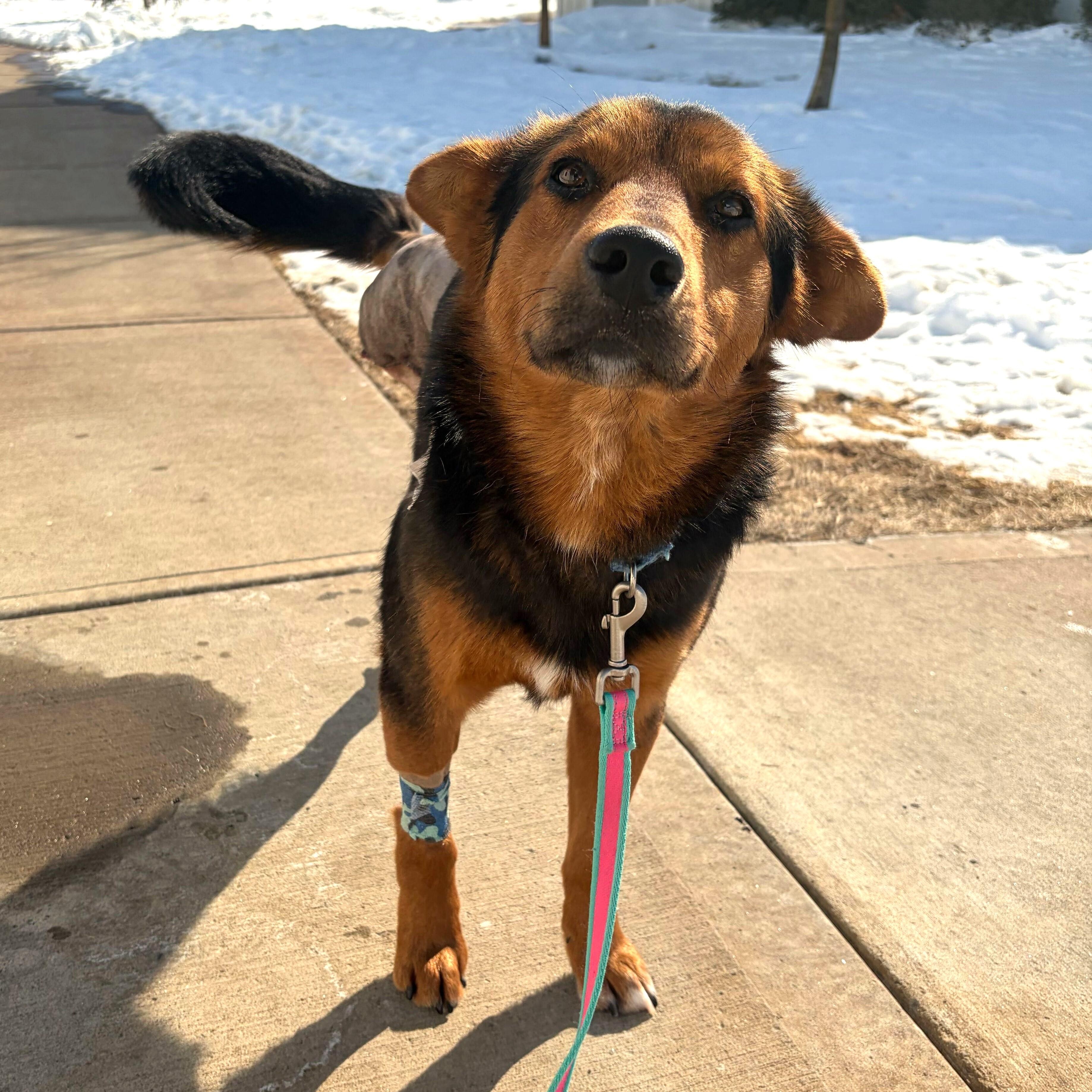 Enlarge Macadamia, an adoptable Mixed Breed in Canal Winchester, OH image 2/6