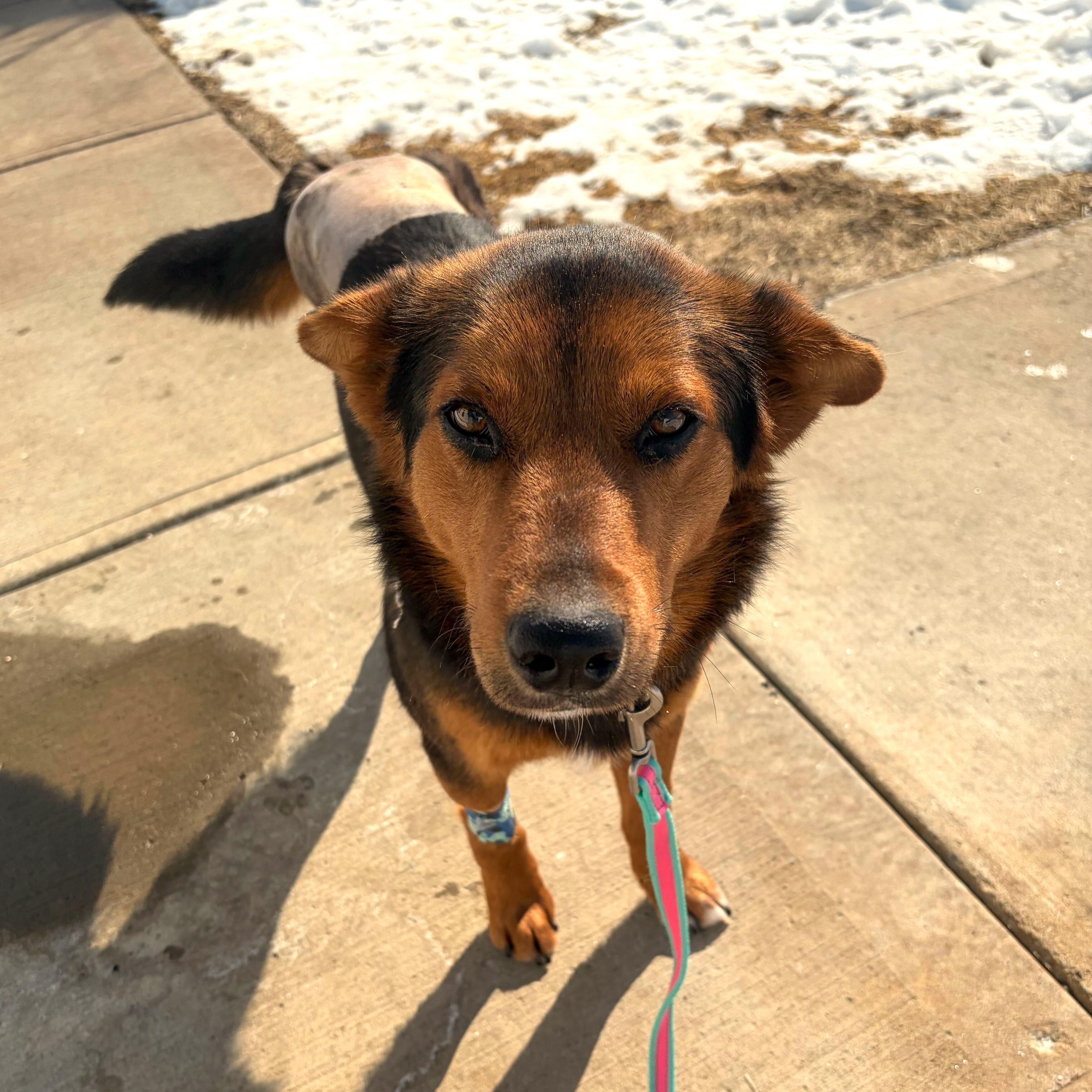 Enlarge Macadamia, an adoptable Mixed Breed in Canal Winchester, OH image 1/6