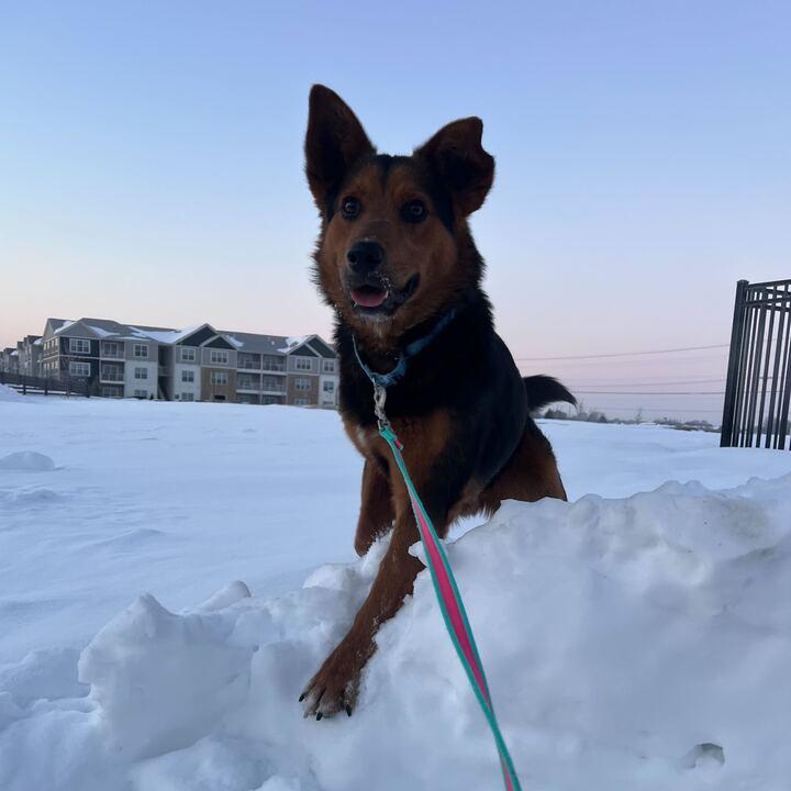 Enlarge Macadamia, an adoptable Mixed Breed in Canal Winchester, OH image 4/6