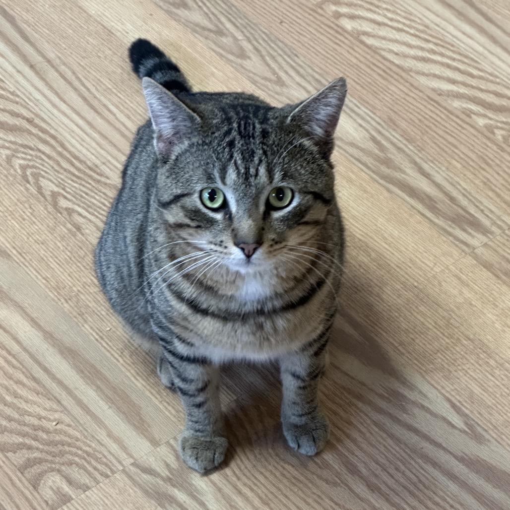 Pixie, Adoptable, Adult Male Domestic Short Hair.