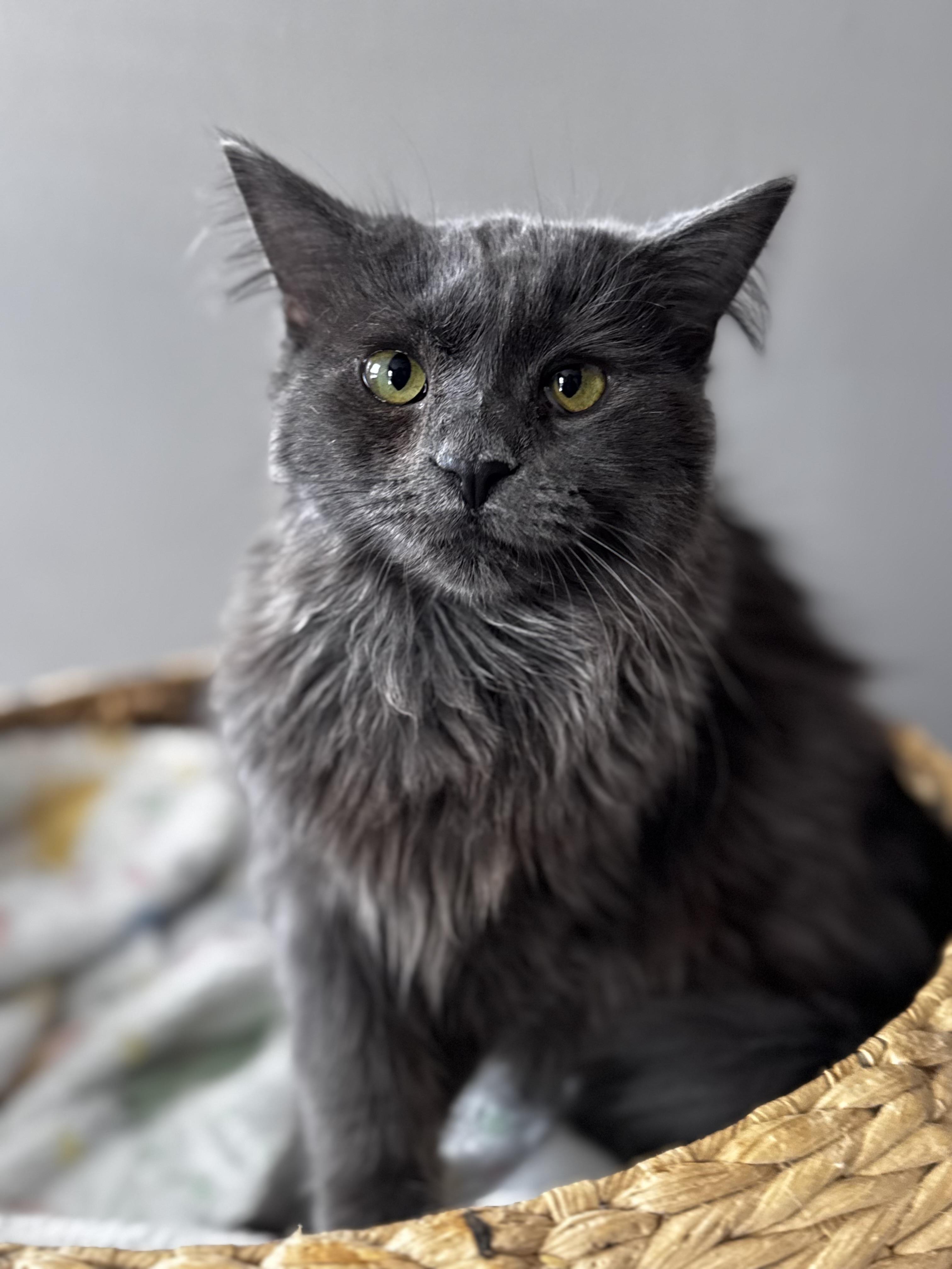 Winifred, adopted, Young Female Domestic Long Hair.