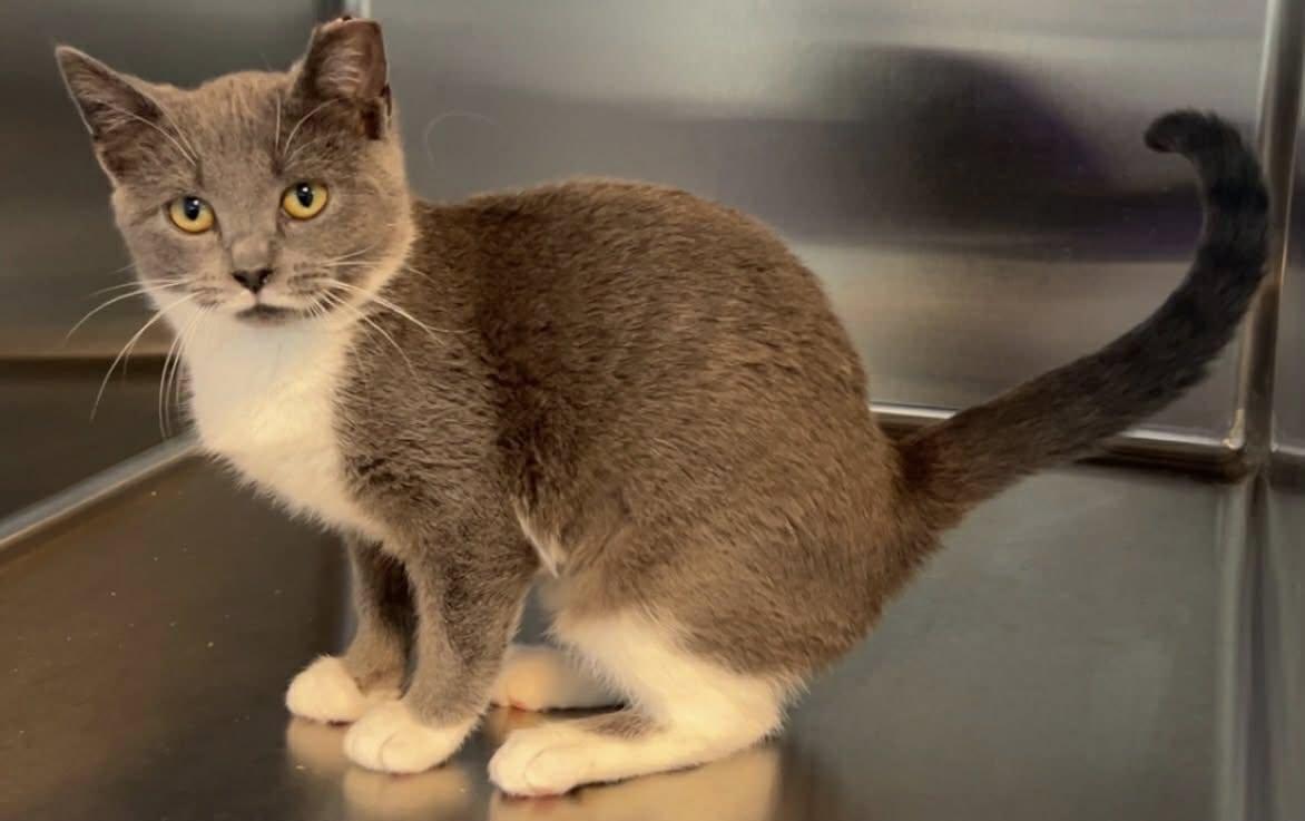 Enlarge Prada, a Adoptable Domestic Short Hair in Lincoln, MI image 1/1