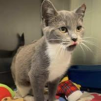 Prada, Adoptable, Young Female Domestic Short Hair.