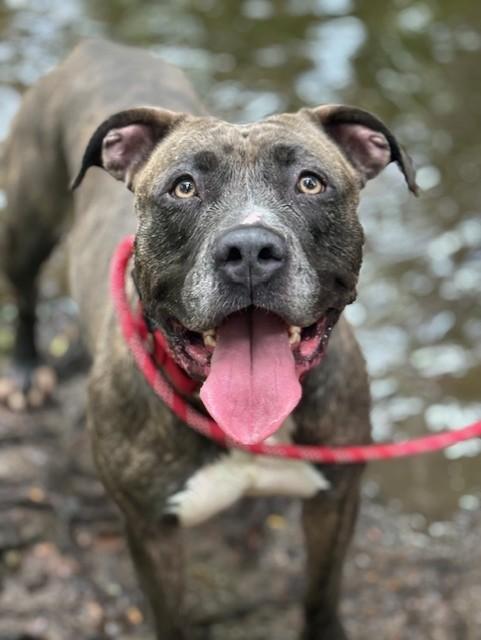 Enlarge Miss Girl , a ADOPTABLE Pit Bull Terrier in Teterboro, NJ image 1/6