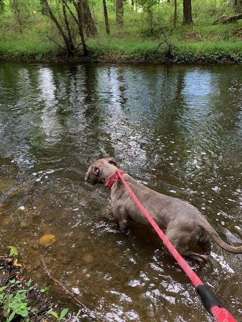 Enlarge Miss Girl , a ADOPTABLE Pit Bull Terrier in Teterboro, NJ image 6/6