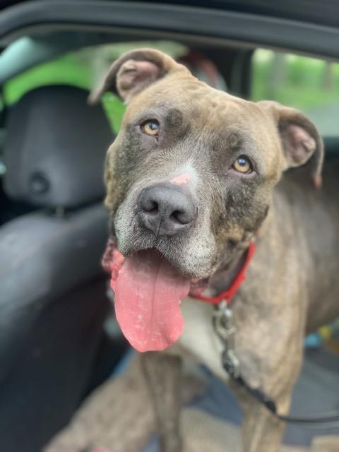 Enlarge Miss Girl , a ADOPTABLE Pit Bull Terrier in Teterboro, NJ image 5/6